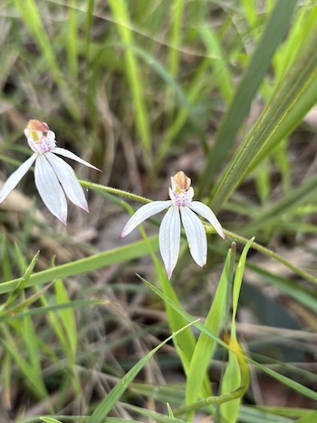 251016 BBLG Bookham Cemetry 3468