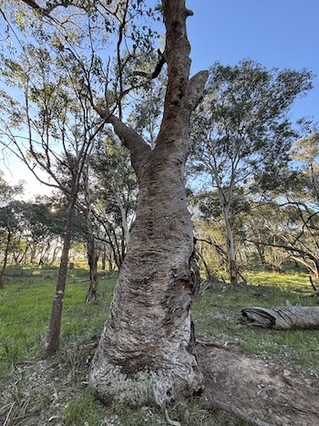 251016 BBLG Bookham Cemetry 3505