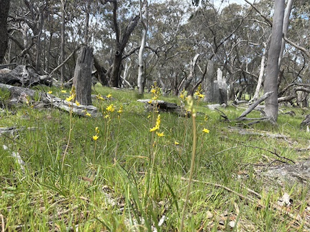 251016 BBLG Bookham Cemetry 3522