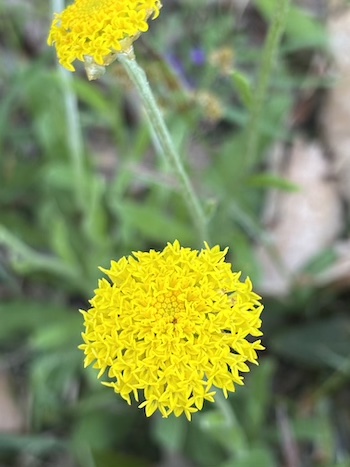 251016 BBLG Bookham Cemetry 3551