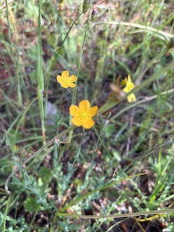 251117 BelowOurKnees NativeGrassland 4241