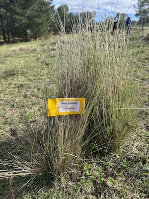 Below Knees Grasslands 260328 6159T