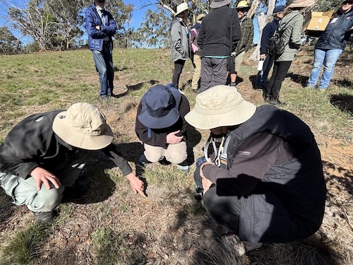 Below Knees Grasslands D 260411 6389