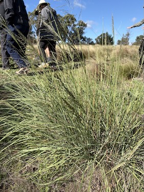 Below Knees Grasslands T 260411 0272