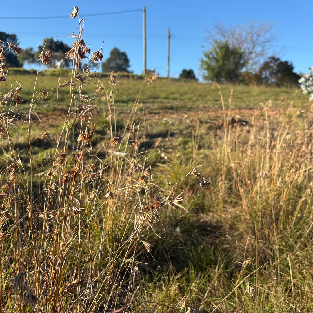Neighbours of the Gorge: Community Working Together at Grampian Street