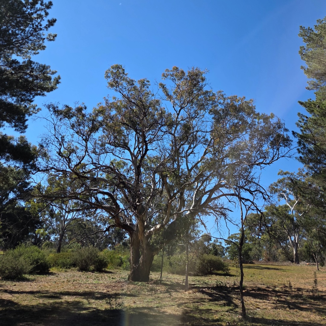 Serious Weed Removal Opens Up Sutton Reserve