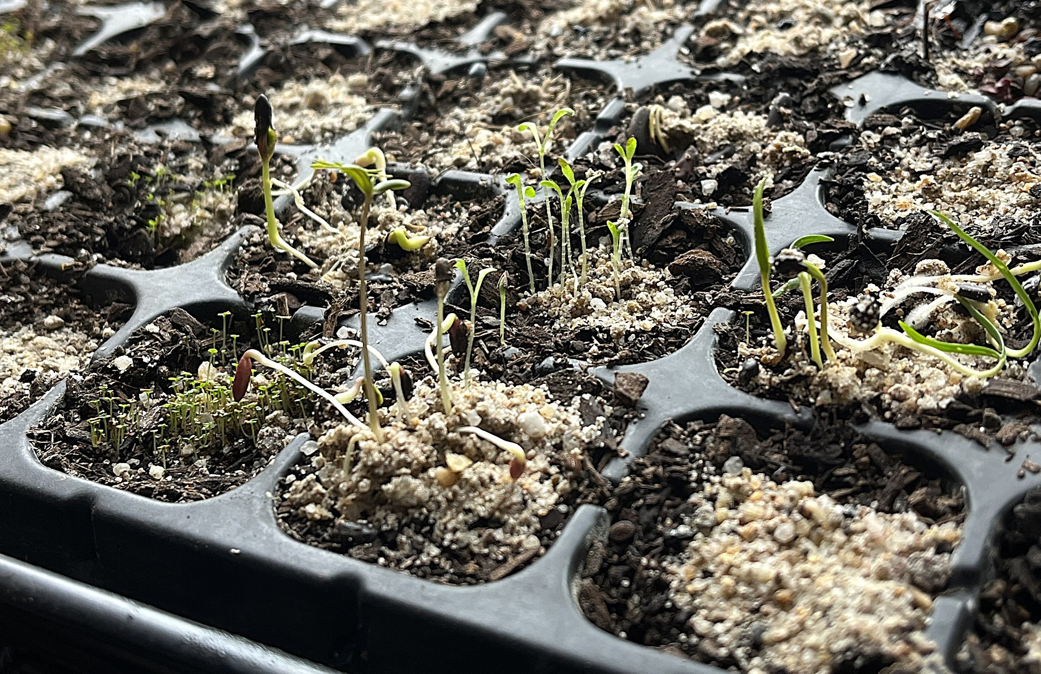 Blog Germination