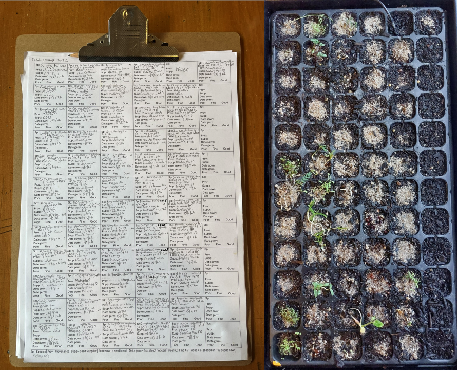 Blog Germination tray and record sheet smaller2