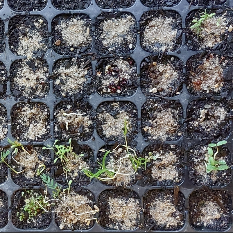 Testing Our New Seed Collections