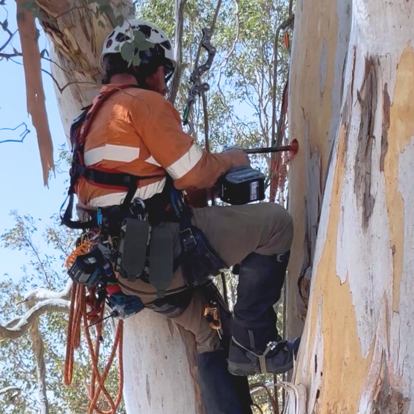 Creating New Homes: Hollow Replacement Along the HumeLink East Project