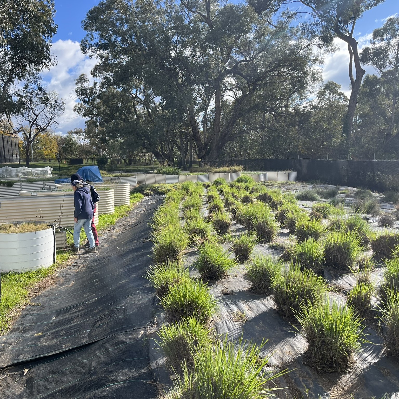 A Visit to Local Seed Production Areas 