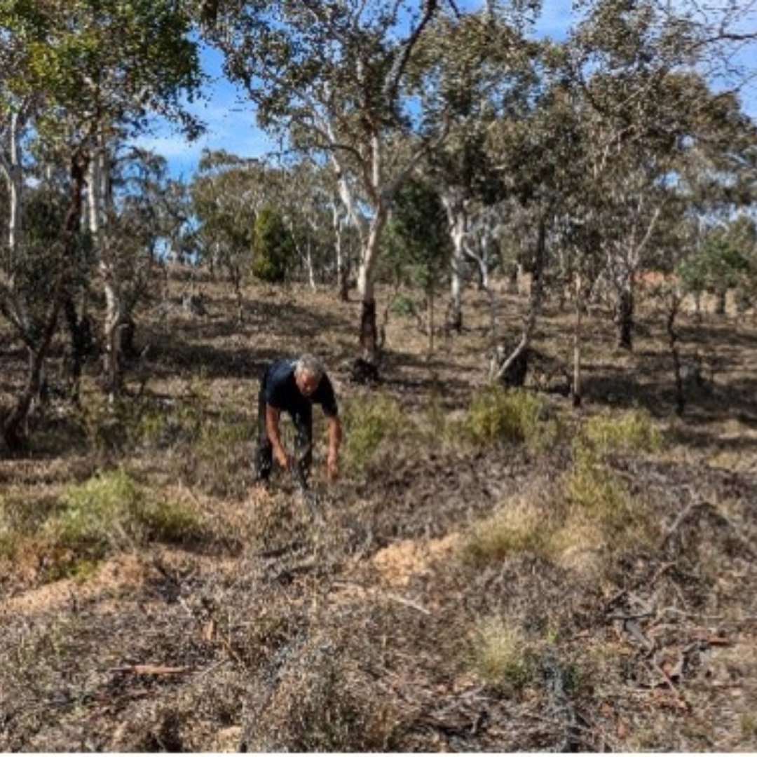 Weeds Beware! Sutton Landcare Springs into Action at the Reserve