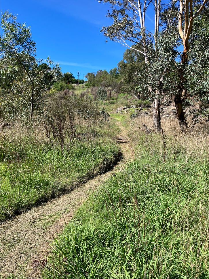 Blog Weed Wins 2026 3