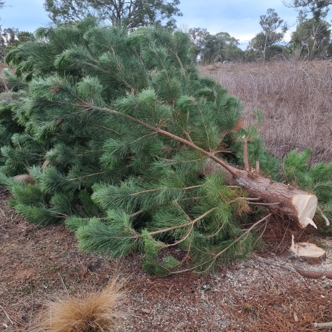 Why Are Trees and Shrubs Being Cut in the Sutton Village Reserve?