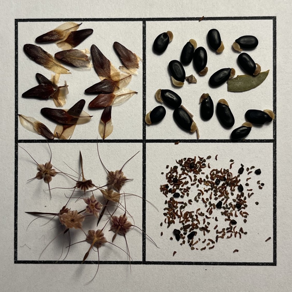 Sourcing Seed for Spring