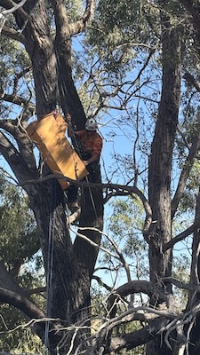 HollowHog 260208 5230 2