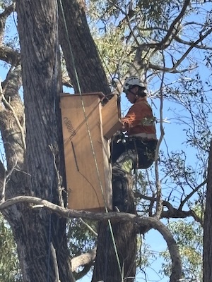 HollowHog 260208 5233