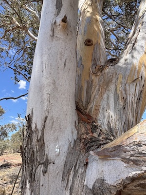 HollowHog 260208 5267