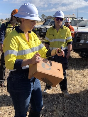 HollowHog 260208 8947