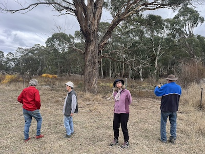 OldTree 2