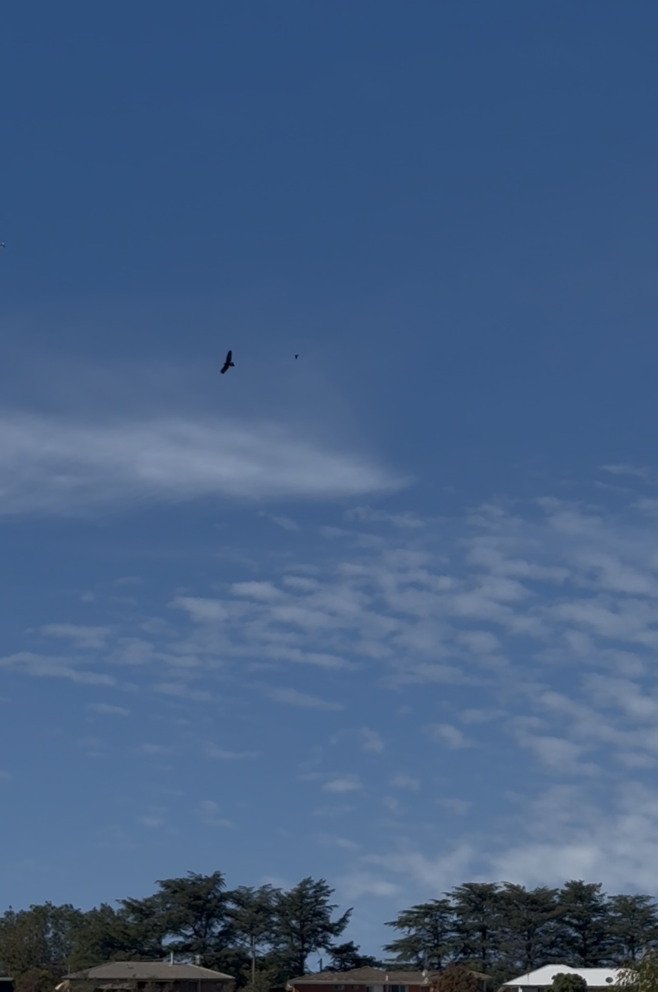 OnerwalGrampian WedgeTail