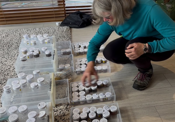 SeedSorting25 2