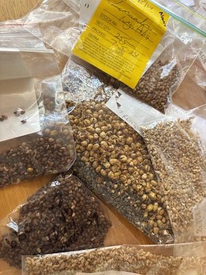 SeedSorting25 6