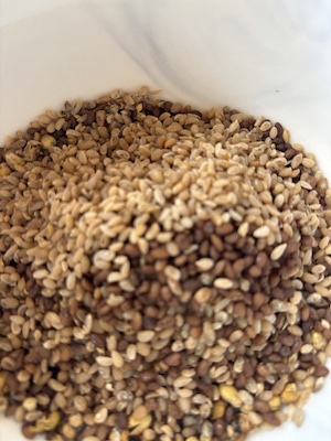SeedSorting25 7