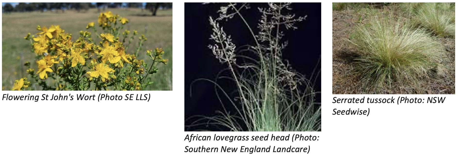 SuttonWeedWalk Weeds