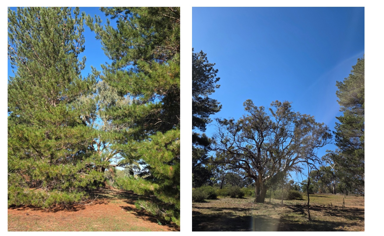 Sutton Reserve 260420 Before After