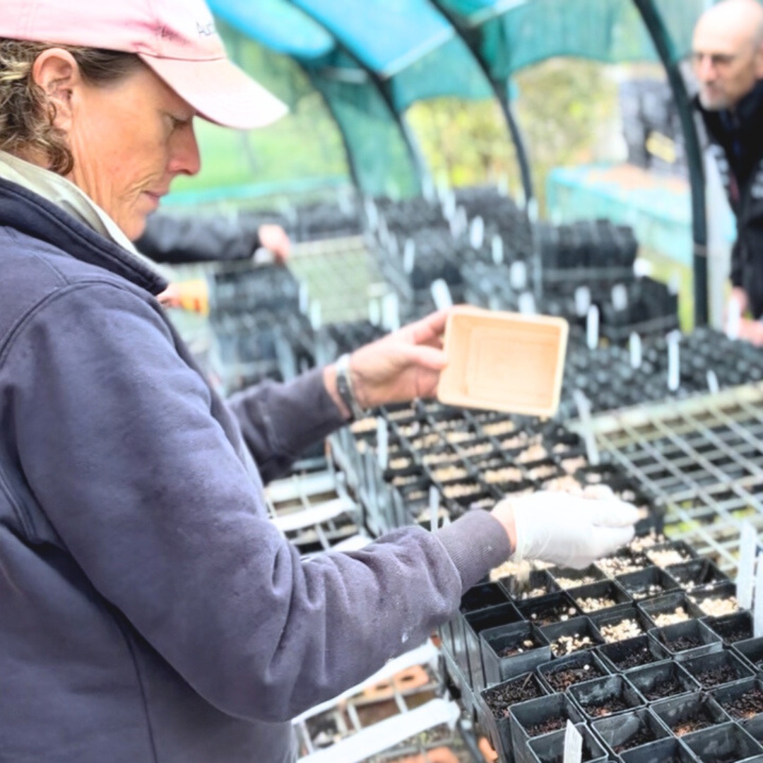 Sowing at the Bowning Bookham Landcare Nursery